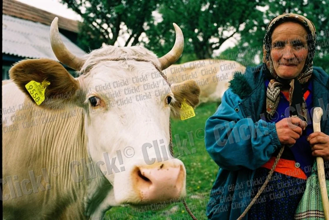 Există persoane care nu pot consuma lapte de vacă. (Foto: Click!)