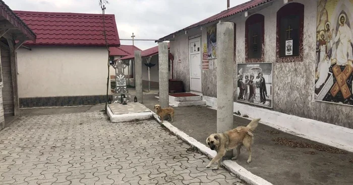 Câini chinuiţi în curtea mănăstirii de la Năvodari FOTO Barking Mad Dog Rescue