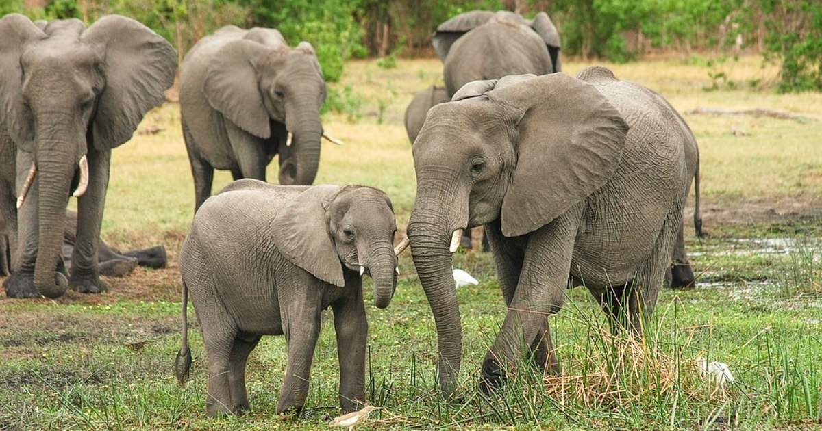 Milionar american ucis pe loc de elefanți în timpul unui safari de lux în Africa