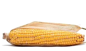 stiulete romaniatv net  jpeg