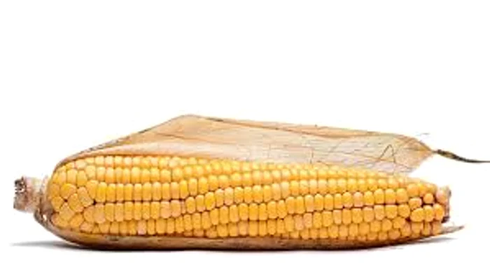 
    Tratamentul cu boabe de porumb revigorează oasele Sursa foto:Româniatv.net  