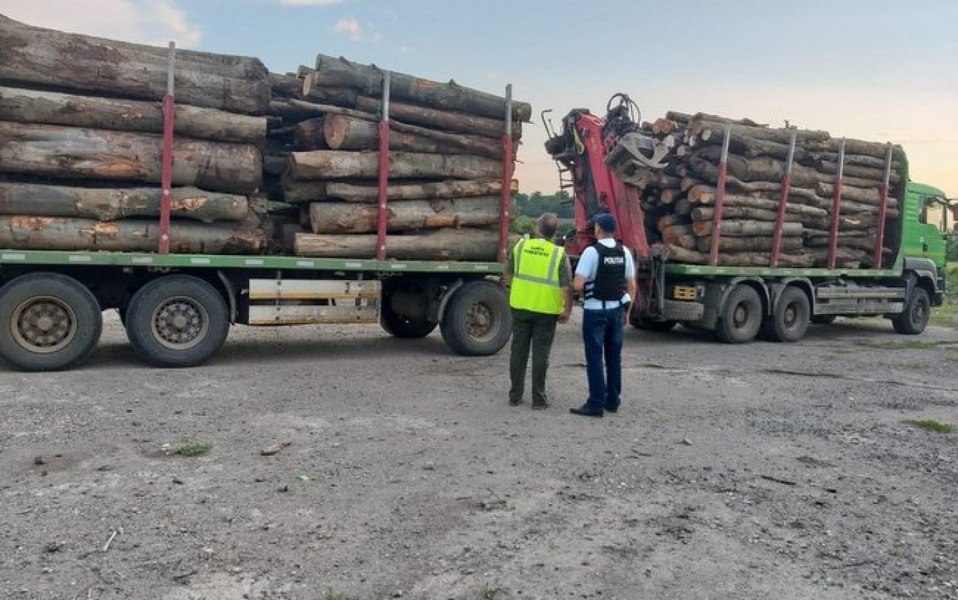 Mafia lemnului în pădurile Moldovei. Un TIR şi o mare cantitate de cherestea au fost confiscate 