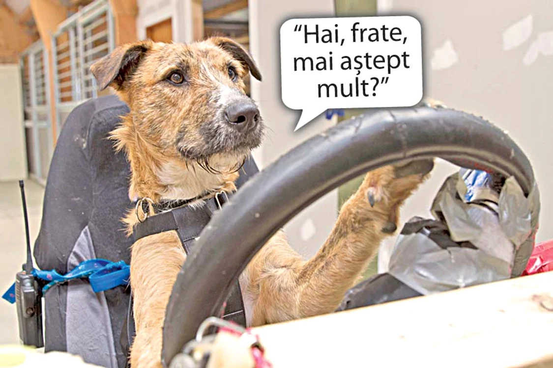 
    Școala  de şoferi  pentru căţei!  