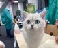 Sofisticat 2025