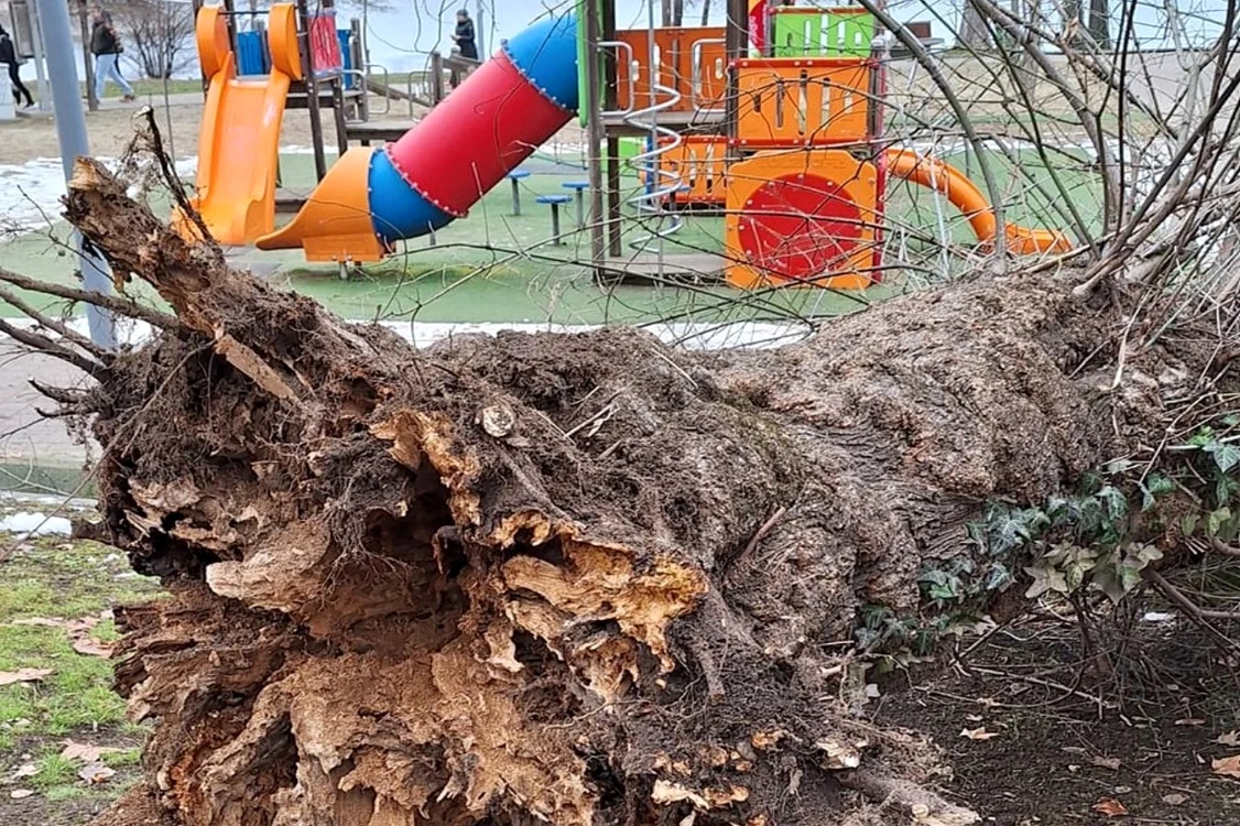 Copacul prăbușit în parcul Bordei FOTO Facebook