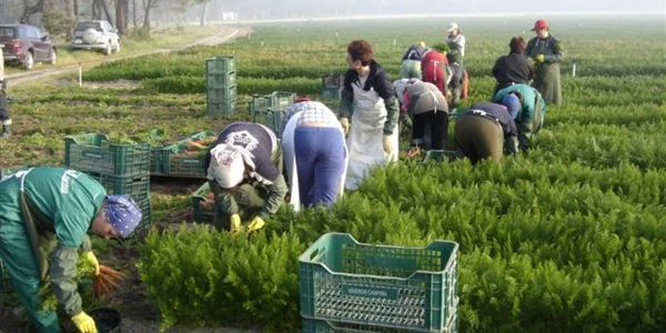 Marea Britanie oferă locuri de muncă în agricultură