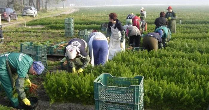 Lucrători în agricultură în Marea Britanie