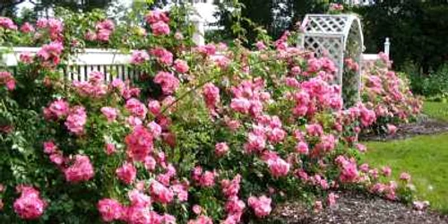 cele mai parfumate flori de gradina