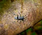 Rosalia Alpina   Foto Parcul Natural Grădiștea Muncelului Cioclovina (4) jpg