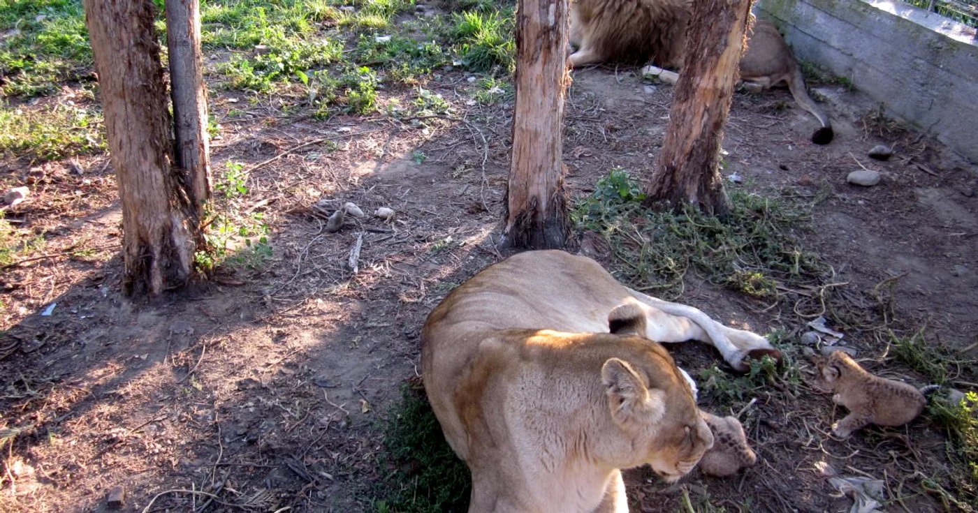 Leii de la Gradina Zoo din Ramnicu Valcea 