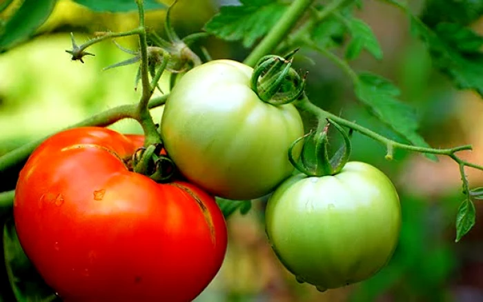 Mana la roşii apare atunci când frunzele de tomate sunt umede pe durate lungi, în condiţii de temperatură de 15-18°C pericolul de infecţie fiind maxim.