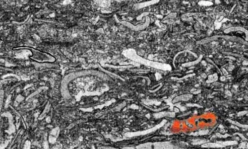 Primele semne ale vieţii animale pe Pământ, găsite în Australia jpeg