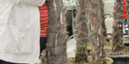 Primarul Piedone, îmbrăţişând una dintre excentricele realizări 