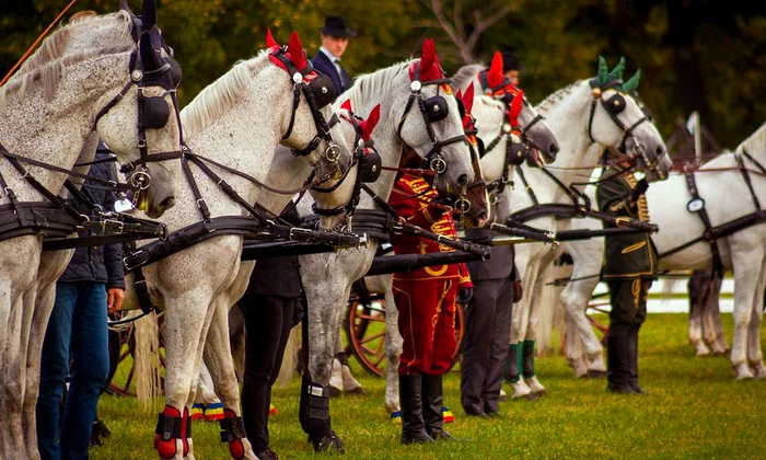 Karpatia Horse Show, trei zile de basm la Domeniul Floreşti jpeg