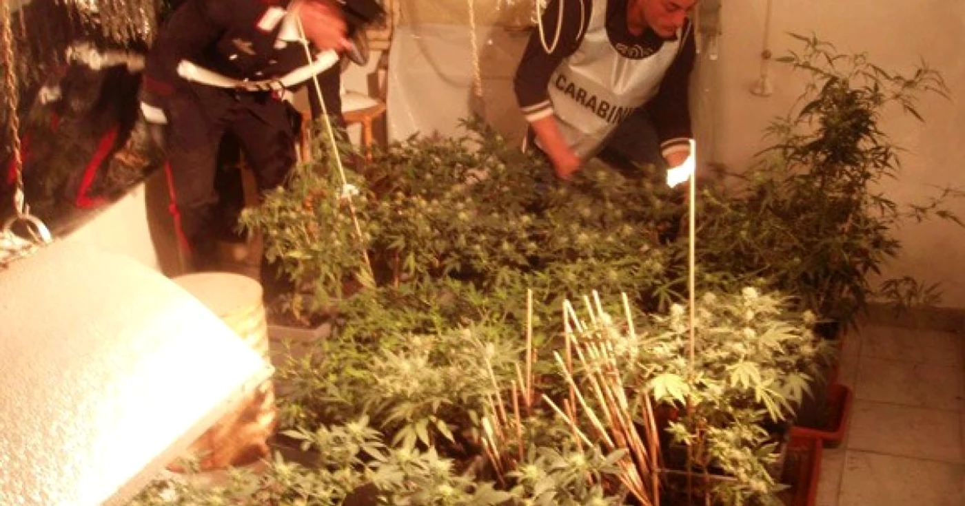 Italia: Seră de marijuana în apartament