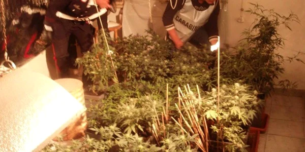 Italia: Seră de marijuana în apartament