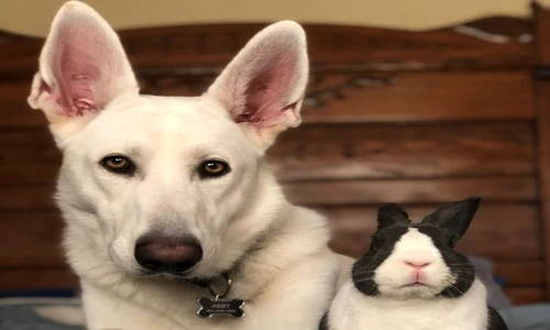 Cine ar fi crezut? jpeg