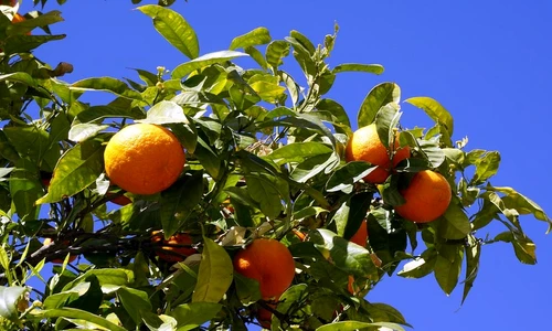 1 79569 original jpg jpeg