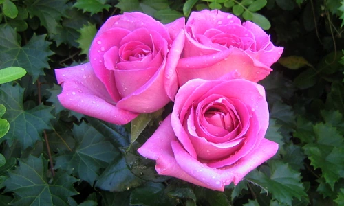 1 71210 original jpg jpeg