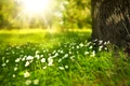 flowers 276014 1920 jpg