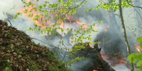 15 hectare de litiera din Munţii Buila sunt cuprinse de flacari