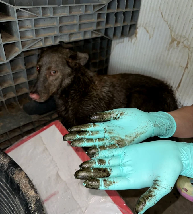 Câinele a fost curățat ore în șir de benzină FOTO: Help Lăbuș