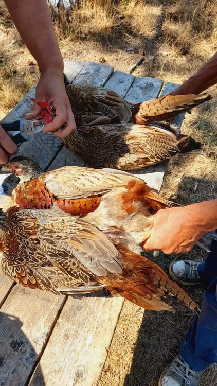 Primele populări cu fazani de pe teritoriul României au avut loc în 1475, în vestul ţării. FOTO: AJVPS Dâmboviţa