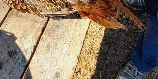 Populare cu fazani în fondurile de vânătoare din Dâmboviţa. FOTO