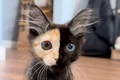pisicuta mantis chimera instagram jpg