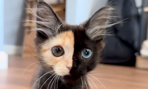 pisicuta mantis chimera instagram jpg