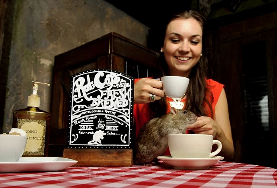 Optsprezece şobolani “lucrează” pe timpul zilei la Rat Café.. FOTO Daily Mail