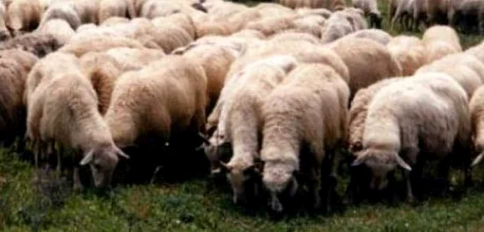 Hoţii au furat oile din gospodăriile unor localnici (foto arhivă)