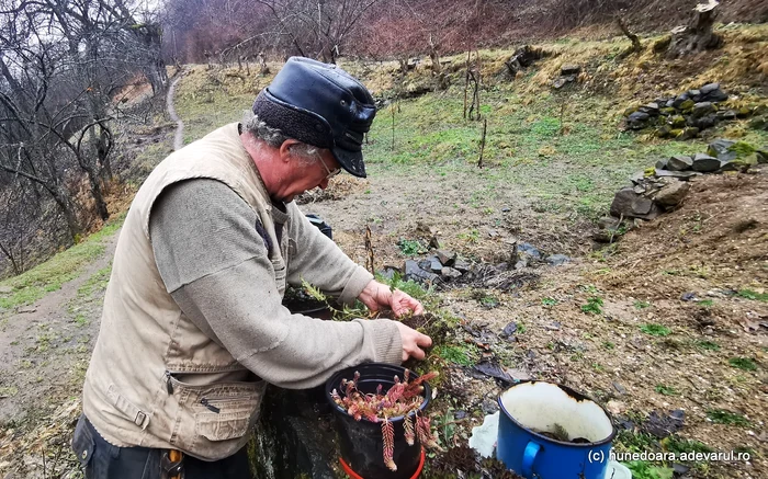 Câteva din plantele lui Mircea vasiu. Foto: Daniel Guță