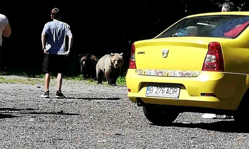 Legae interzice hrănirea animalelor sălbatice jpeg