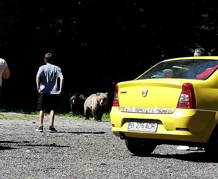 Legae interzice hrănirea animalelor sălbatice