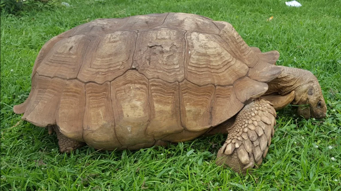 Cea mai bătrână broască țestoasă din Africa a murit la vârsta de 344 de ani jpeg