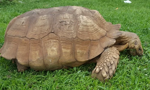 Cea mai bătrână broască țestoasă din Africa a murit la vârsta de 344 de ani jpeg