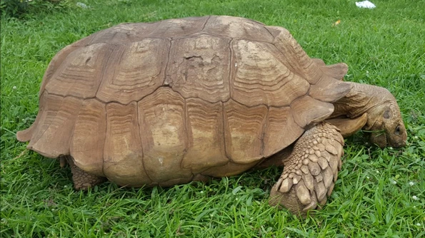 Cea mai bătrână broască țestoasă din Africa a murit la vârsta de 344 de ani jpeg