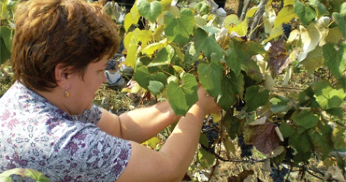 Rodul bogat al viilor nu-şi găseşte locul în beciuri