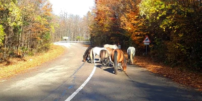 Caii salbatici din Muntii Banatului  Foto DRDP Timișoara 2 jpg