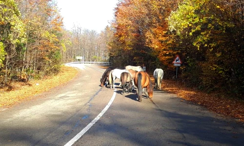 Caii salbatici din Muntii Banatului Foto DRDP Timișoara 2 jpg