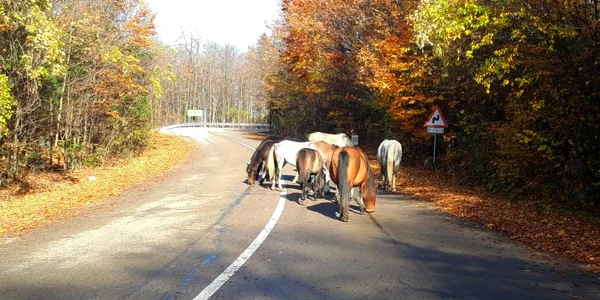 Caii salbatici din Muntii Banatului  Foto DRDP Timișoara 2 jpg