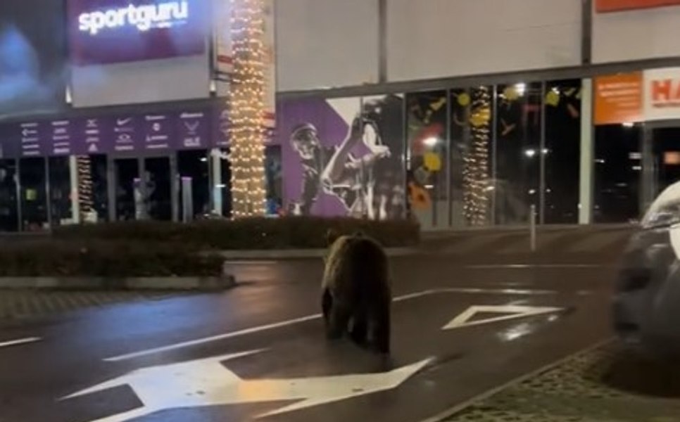 Urs surprins alergând prin parcarea unui mall din Brașov. Imaginile au devenit virale