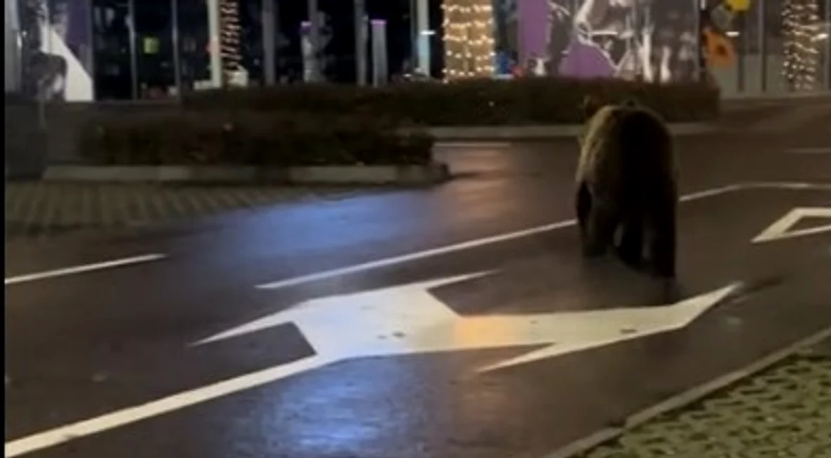 Urs in parcarea unui mall din Brasov foto captura video tiktok /@kingjulian1507