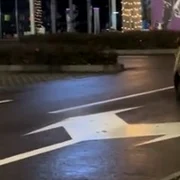 urs in parcarea unui mall din Brasov foto captura video tiktok /@kingjulian1507  jpg