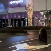 urs in parcarea unui mall din Brasov foto captura video tiktok /@kingjulian1507  jpg