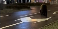 urs in parcarea unui mall din Brasov foto captura video tiktok /@kingjulian1507  jpg