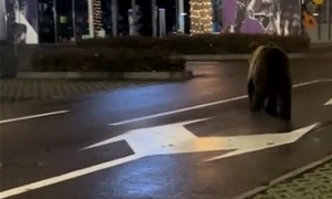 urs in parcarea unui mall din Brasov foto captura video tiktok /@kingjulian1507  jpg