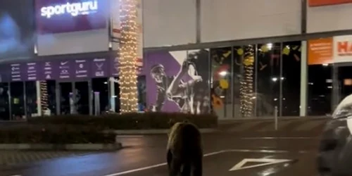 urs in parcarea unui mall din Brasov foto captura video tiktok /@kingjulian1507  jpg