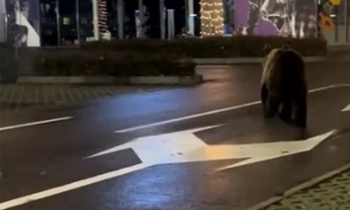 urs in parcarea unui mall din Brasov foto captura video tiktok /@kingjulian1507  jpg